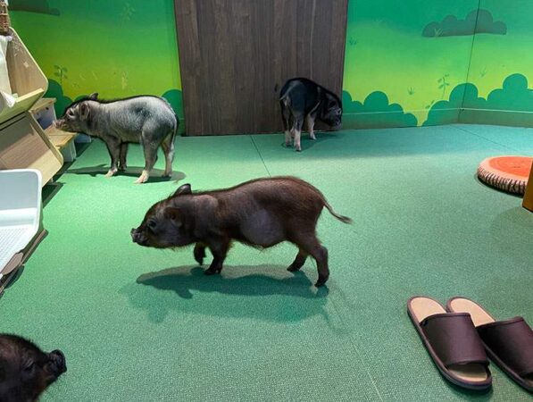 mipig cafe イオンレイクタウン店は可愛いミニブタと触れ合える癒しスポット!