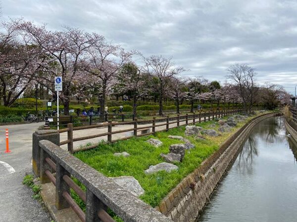 もうすぐ満開？そうか公園の桜の様子を一足早く見てきました！1
