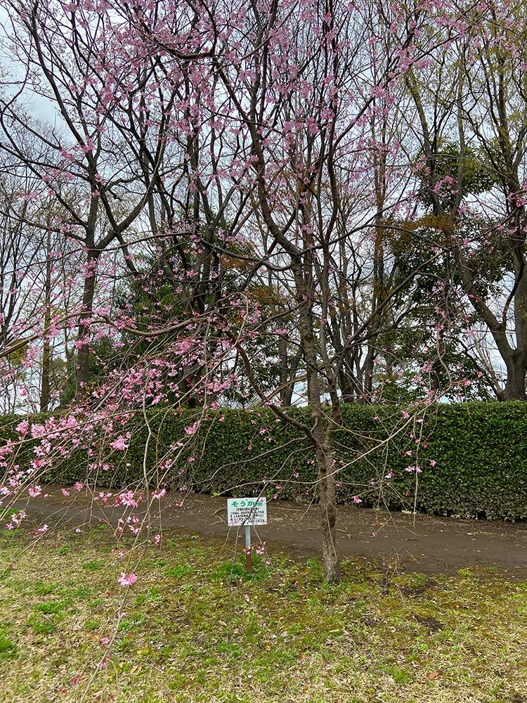 もうすぐ満開？そうか公園の桜の様子を一足早く見てきました！7